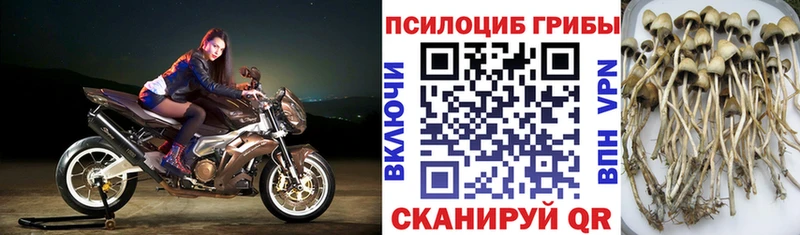 Псилоцибиновые грибы Magic Shrooms  кракен как войти  Печора  сколько стоит 